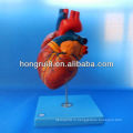 Модель усовершенствованного анатомического сердца ISO, модель медицинского сердца